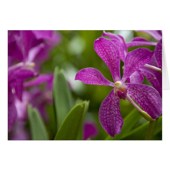 Singapore Sanskrit for Lion City). National (Front Horizontal)