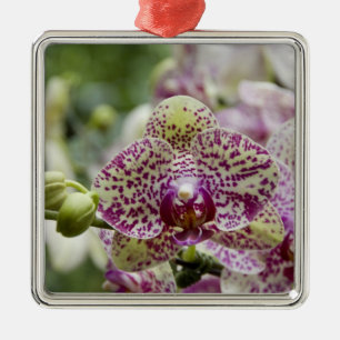 Singapore (Sanskrit for Lion City). National Metal Ornament