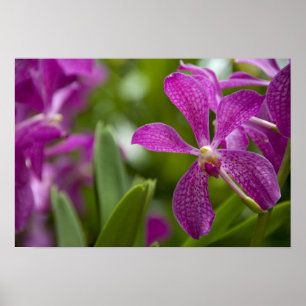 Singapore Sanskrit for Lion City). National Poster