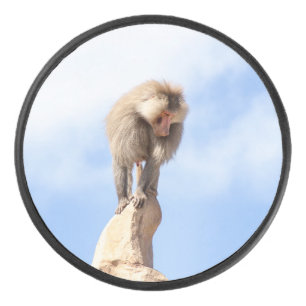 Singe babouin au sommet d'une montagne