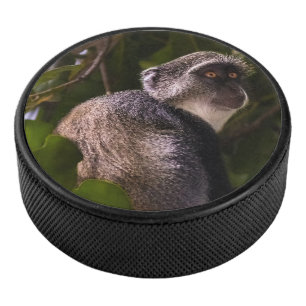 Singe bleu, Zanzibar