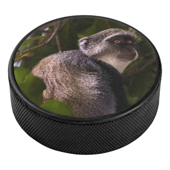 Singe bleu, Zanzibar (3/4/2016 12:00:00 AM)