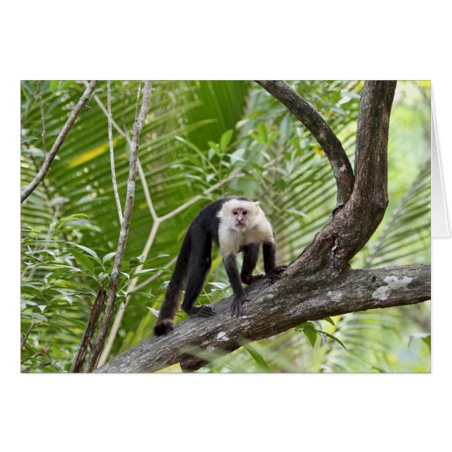 Singe dans la jungle (Devant Horizontal)