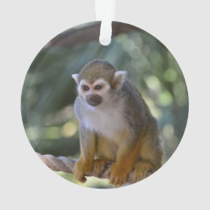 Singe-écureuil curieux