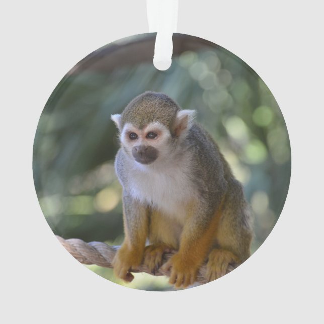 Singe-écureuil curieux (dos)