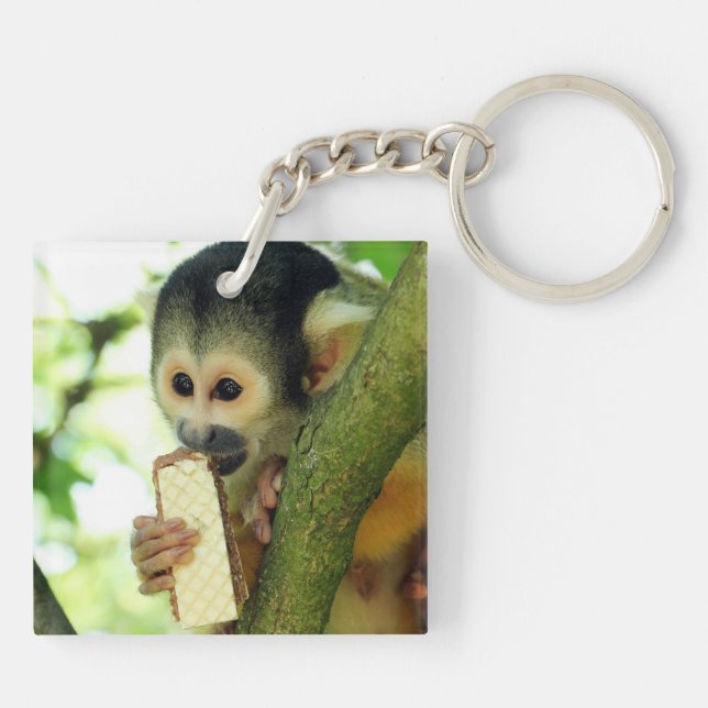 Singe écureuil mangeant un biscuit wafer (Dos)