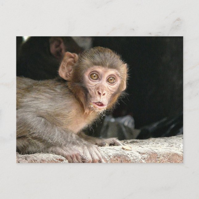 Singe effrayé avec grand yeux carte postale (Devant)
