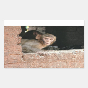 Singe effrayé avec gros yeux autocollant rectangul