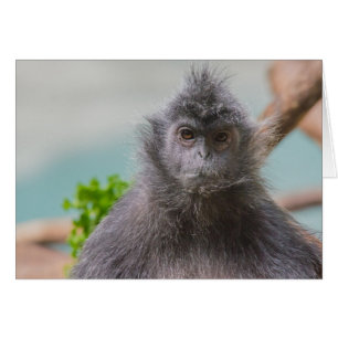 Singe grincheux avec une carte vierge de moustache