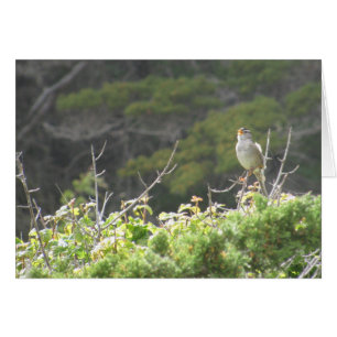 Singer Bird