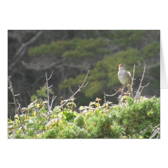 Singer Bird (Devant horizontal)