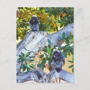 Singes de Langur Noir Manger, Carte Postale