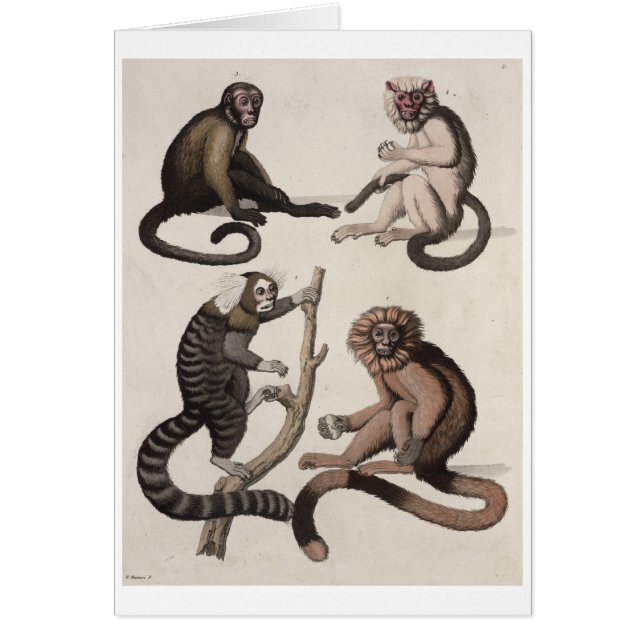 Singes (litho de couleur) (Devant)