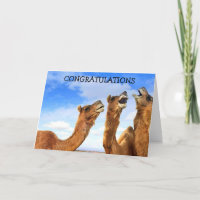 SINGING CAMELS SAY "CONGRATULATIONS" IN UNI-SONG!