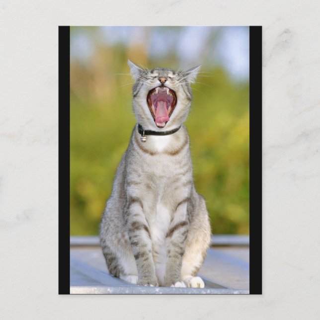 Singing Cat Postcard (Front)