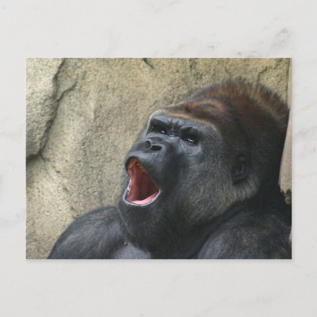 Singing gorilla postcard (Front)