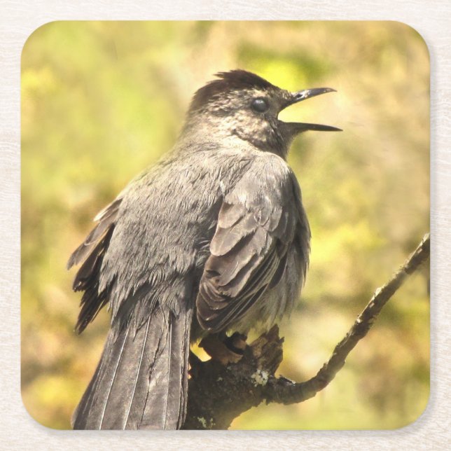Singing Grey Catbird Coasters (Front)