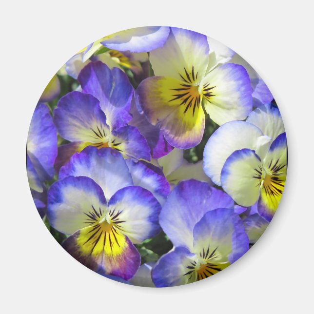 Singing Pansies - Magnet (Front)