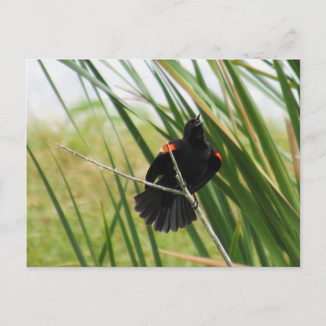 Singing Red-Winged Blackbird Photo Postcard (Front)