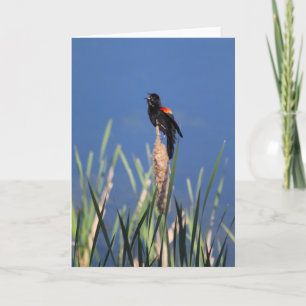 Singing Redwing Blackbird card