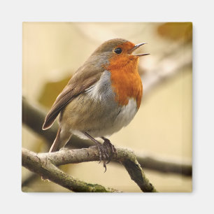 Singing Robin Magnet
