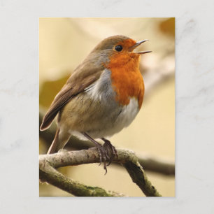 Singing Robin Postcard