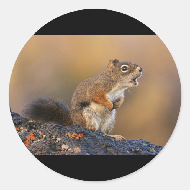 Singing Squirrel Classic Round Sticker (Front)