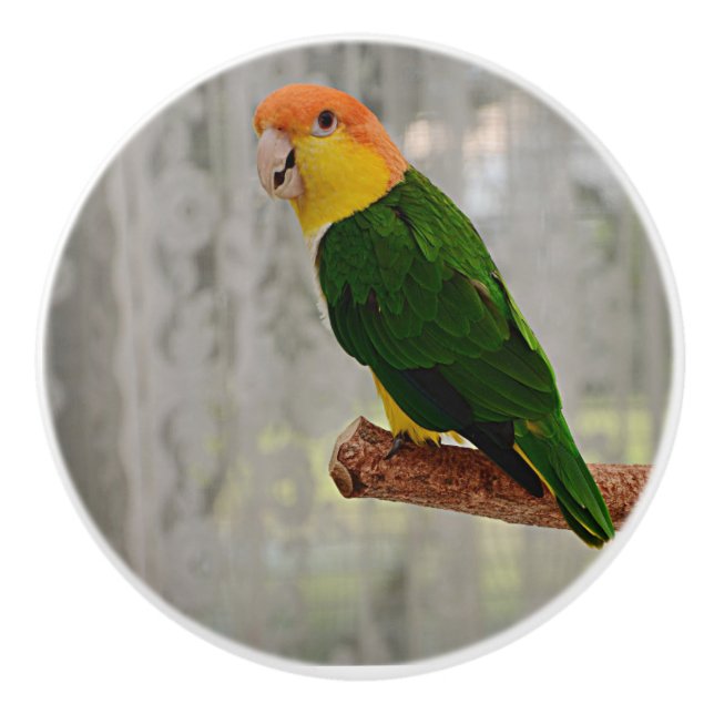 Singing White Bellied Caique Parrot Ceramic Knob (Front)