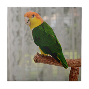 Singing White Bellied Caique Parrot Tile
