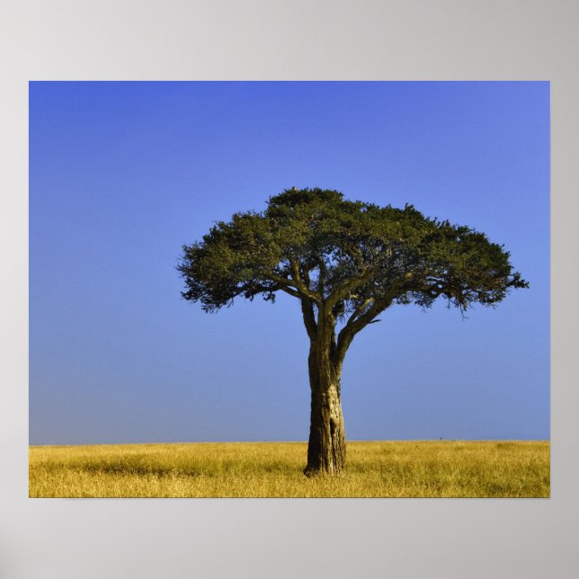 Single Acacia tree on assay plains, Masai Mara Poster (Front)