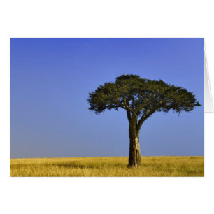 Single Acacia tree on grassy plains, Masai Mara,