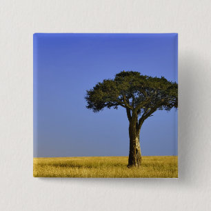 Single Acacia tree on grassy plains, Masai Mara, 2 Inch Square Button