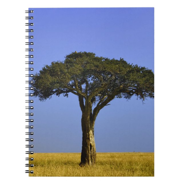 Single Acacia tree on grassy plains, Masai Mara, Notebook (Front)