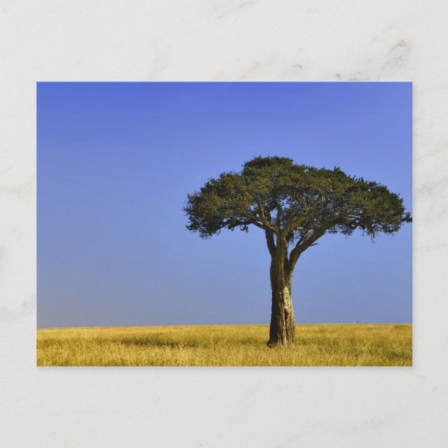 Single Acacia tree on grassy plains, Masai Mara, Postcard (Front)