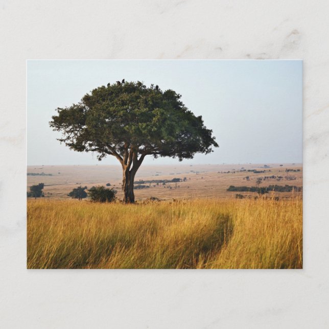 Single acacia tree on grassy plains, Masai Mara Postcard (Front)