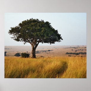 Single acacia tree on grassy plains, Masai Mara, Poster