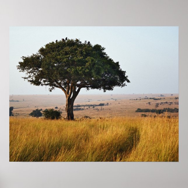 Single acacia tree on grassy plains, Masai Mara, Poster (Front)