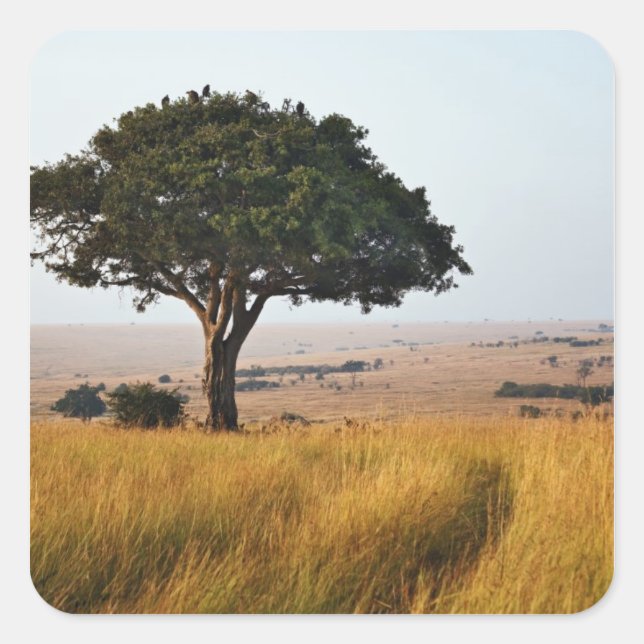 Single acacia tree on grassy plains, Masai Mara, Square Sticker (Front)