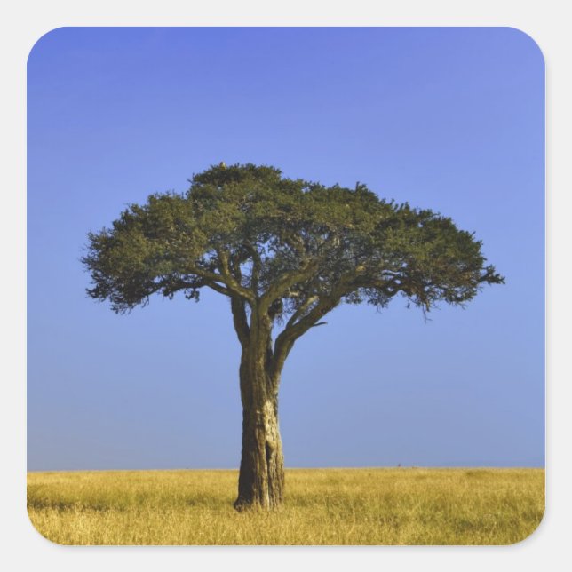 Single Acacia tree on grassy plains, Masai Mara, Square Sticker (Front)