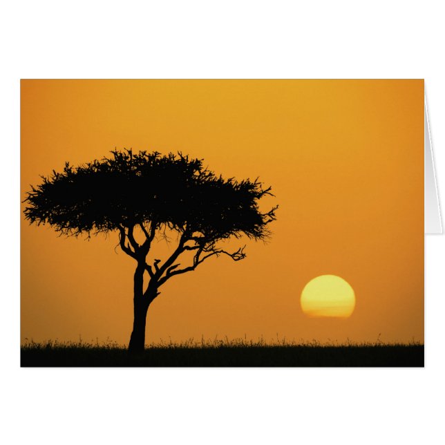 Single Acacia tree silhouetted at sunrise, Masai (Front Horizontal)