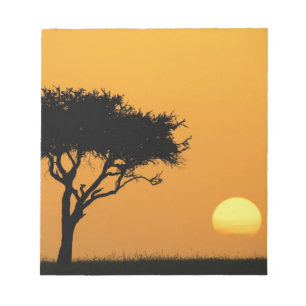 Single Acacia tree silhouetted at sunrise, Masai Notepad