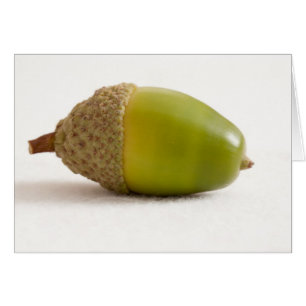 Single Acorn with Top