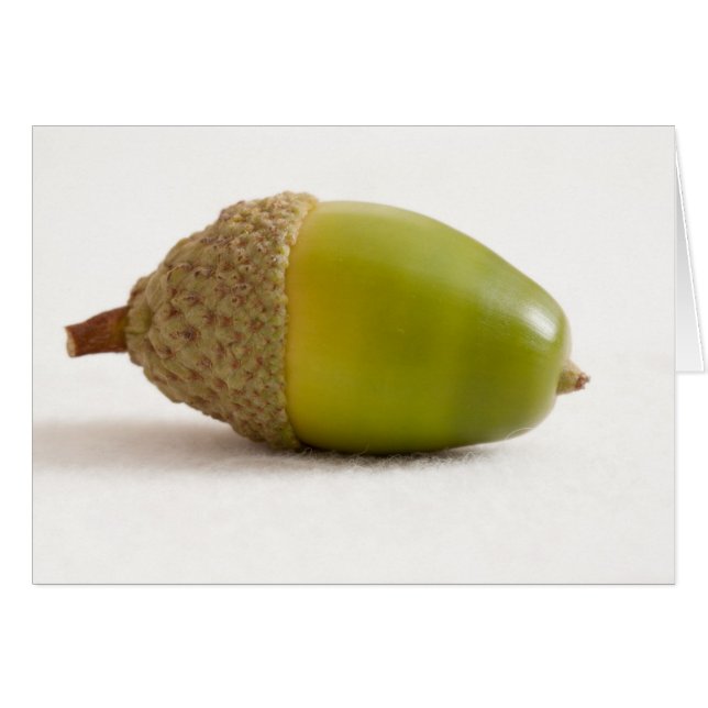 Single Acorn with Top (Front Horizontal)