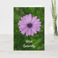 Single African Daisy Flower Art Sympathy Card