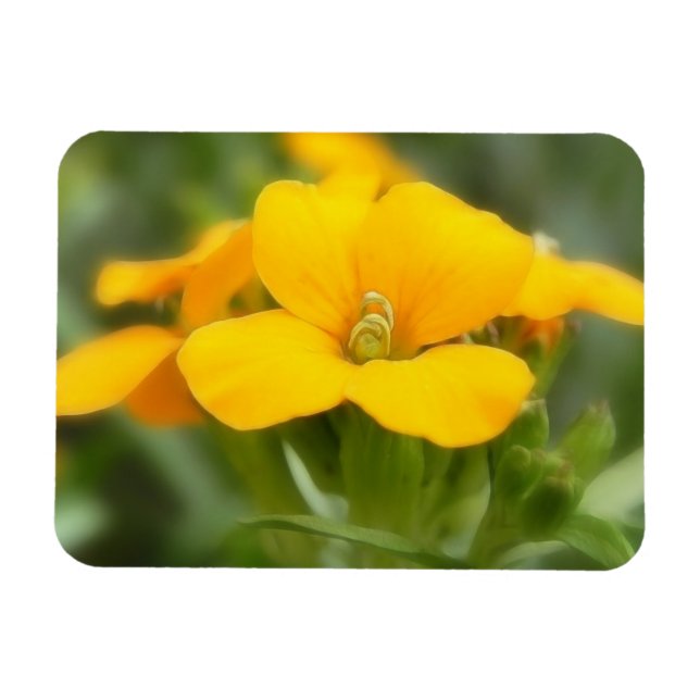 Single Bloom - Wallflower Magnet (Horizontal)
