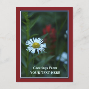 Single Blue-White Daisy Greetings Postcard