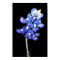 Single Bluebonnet on Black Background