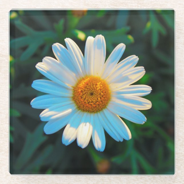 Single Bright Daisy Glass Coaster (Front)