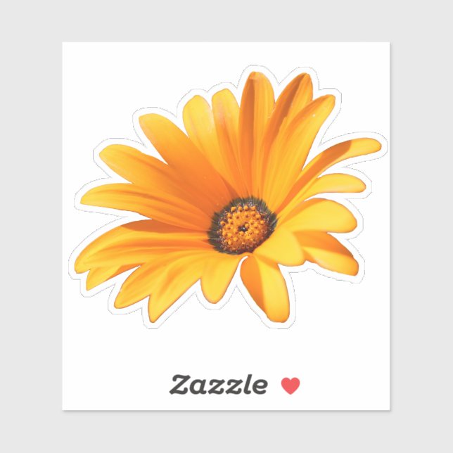 Single Bright Orange Cape Daisy (Sheet)