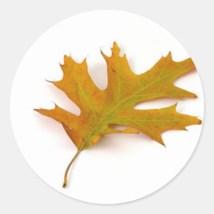 Single Coloured Northern Red Oak Leaf On White Bac Classic Round Sticker